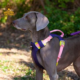 Pet chest sling Explosion-proof punch dog sling Dog leash dog rope pet supplies (select: AN6-purple-M)